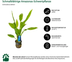 Dehner Aqua Premium Aquarienpflanzen-Set für JUWEL® AQUARIUM Rio 125 LED, 17-teilig