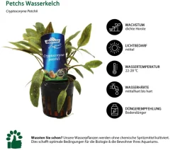 Dehner Aqua Premium Aquarienpflanzen-Set für JUWEL® AQUARIUM Rio 125 LED, 17-teilig