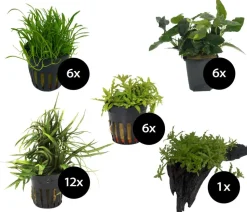 Dehner Aqua Premium Aquarienpflanzen-Set für Dehner Aqua Premium ProLine 100, 31-teilig