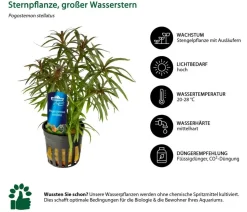 Dehner Aqua Premium Aquarienpflanzen-Set für JUWEL® AQUARIUM Rio 180 LED, 37-teilig