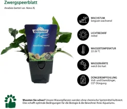 Dehner Aqua Premium Aquarienpflanzen-Set für JUWEL® AQUARIUM Rio 180 LED, 37-teilig
