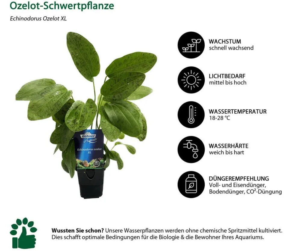Dehner Aqua Premium Aquarienpflanzen-Set Echinodorus-Mix, 8-teilig