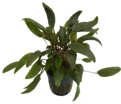 Dehner Aqua Premium Beckett´s Wasserkelch - Cryptocoryne beckettii