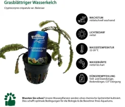 Dehner Aqua Premium Grasblättriger Wasserkelch - Cryptocoryne crispatula var. balansae
