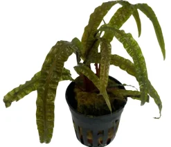 Dehner Aqua Premium Grasblättriger Wasserkelch - Cryptocoryne crispatula var. balansae