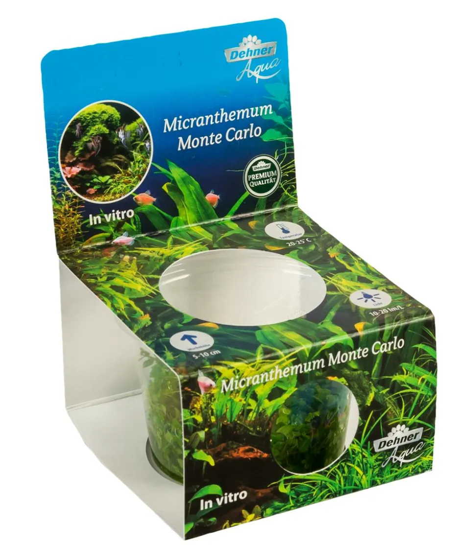 Dehner Aqua Premium Montecarlo Perlenkraut In vitro - Micranthemum montecarlo