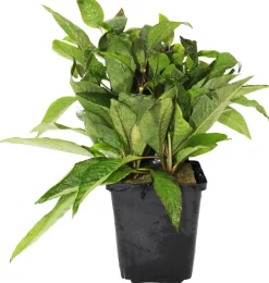 Dehner Aqua Premium Riesen-Wasserfreund - Hygrophila siamensis