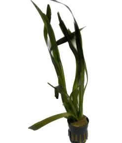 Dehner Aqua Riesenvallisnerie - Vallisneria americana gigantea