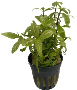 Dehner Aqua Rosablättriger Wasserfreund - Hygrophila polysperma rosa