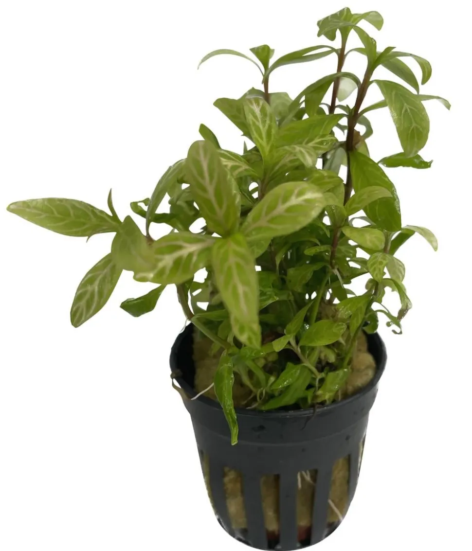 Dehner Aqua Rosablättriger Wasserfreund - Hygrophila polysperma rosa
