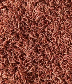 Dehner Aqua Rote Mückenlarven