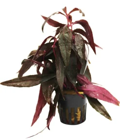 Dehner Aqua Sitzendes Papageienblatt - Alternanthera sessilis