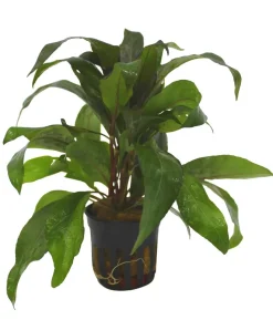 Dehner Aqua Thailändischer Wasserfreund - Hygrophila Siamensis
