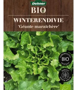 Dehner Bio-Saatgut Winterendivie 'Géante maraîchère'