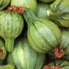 Dehner Bio-Saatgut Zucchini 'Tondo chiaro di Nizza'