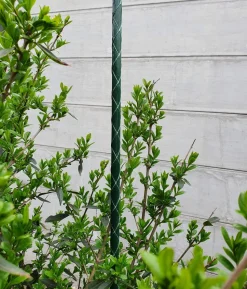 Dehner Fiberglas-Pflanzenstab