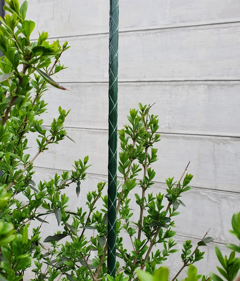 Dehner Fiberglas-Pflanzenstab