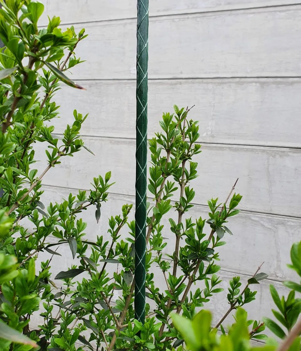 Dehner Fiberglas-Pflanzenstab