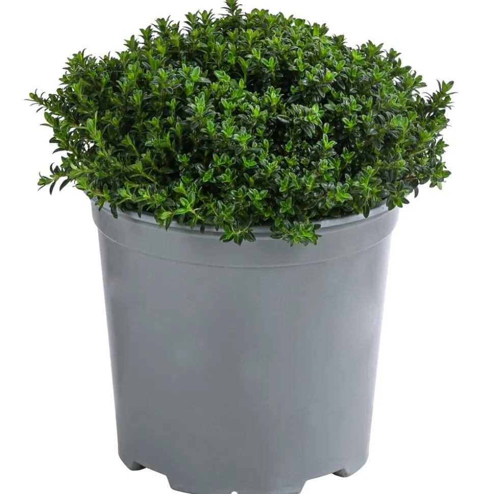 Dehner Gourmet Garten Bergbohnenkraut
