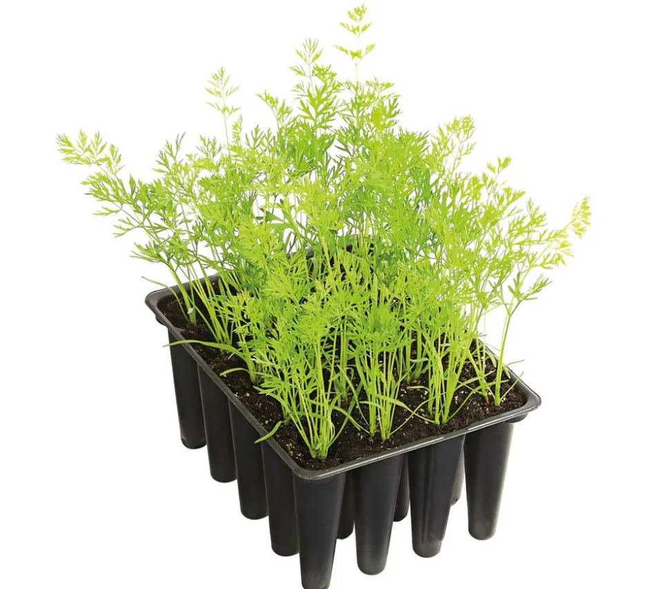 Dehner Gourmet Garten Bunte Möhre, 20er Schale
