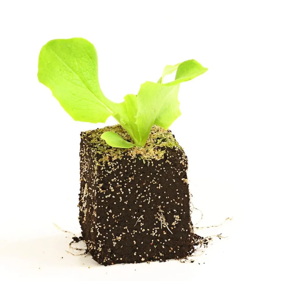 Dehner Gourmet Garten Butterkopfsalat, 6er Schale