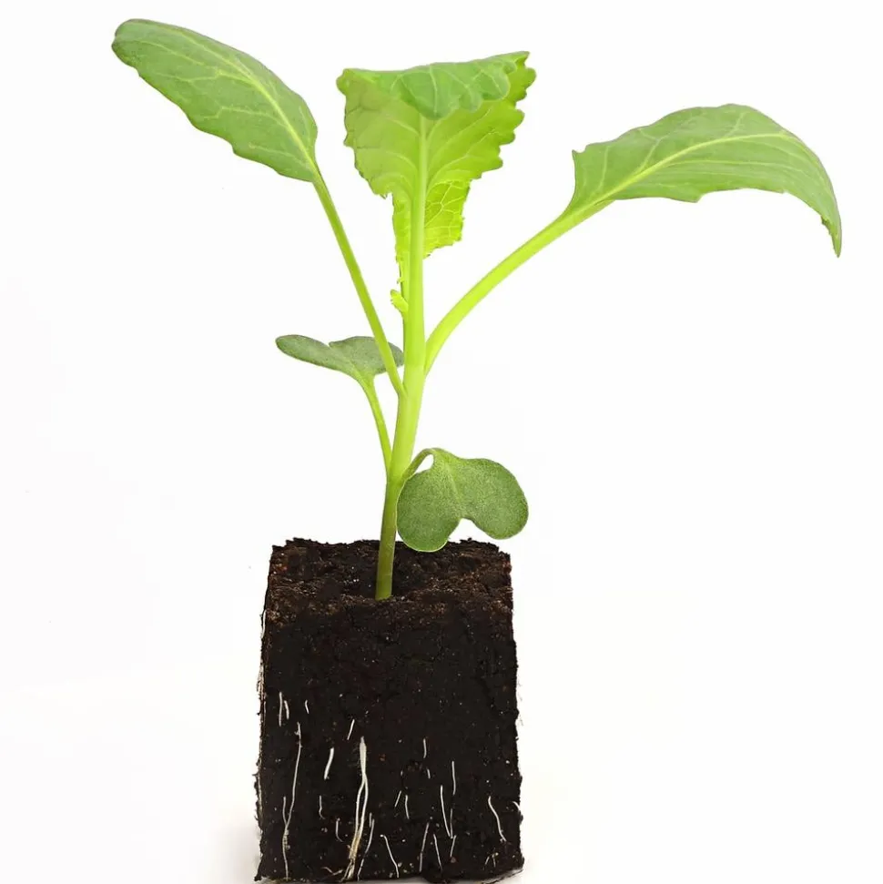 Dehner Gourmet Garten Butterkohl, 6er Schale