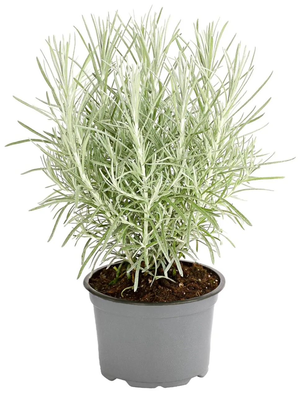 Dehner Gourmet Garten Currykraut