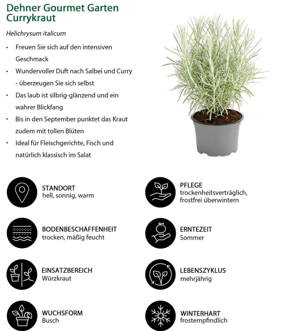 Dehner Gourmet Garten Currykraut