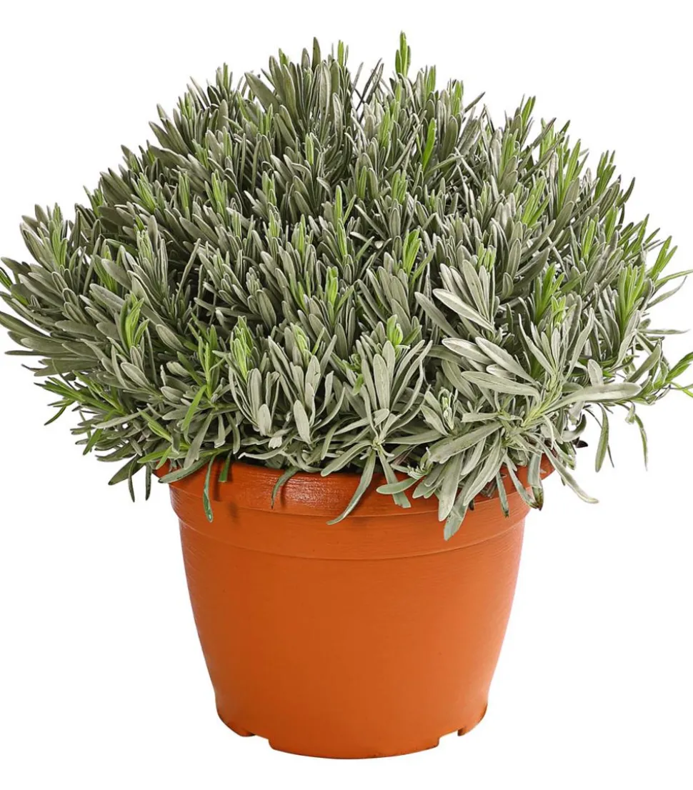 Dehner Gourmet Garten Gewürzlavendel