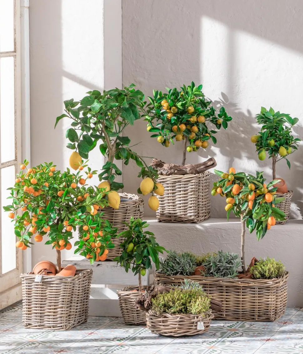 Dehner Gourmet Garten Gewürzlavendel