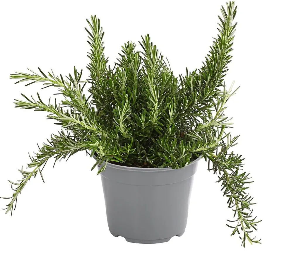Dehner Gourmet Garten Hänge-Rosmarin