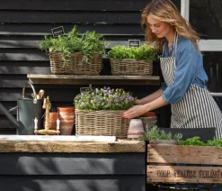 Dehner Gourmet Garten Hänge-Rosmarin