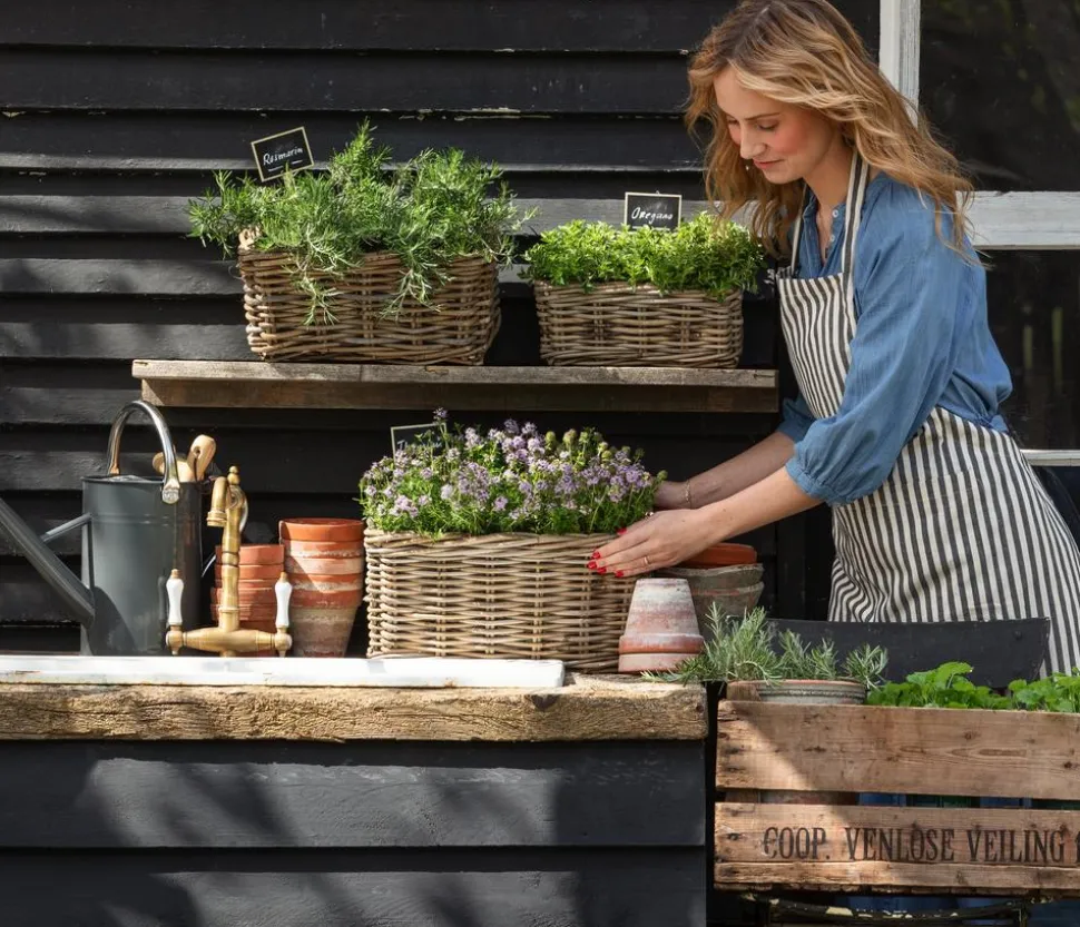 Dehner Gourmet Garten Hänge-Rosmarin