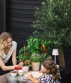 Dehner Gourmet Garten Kugelthymian