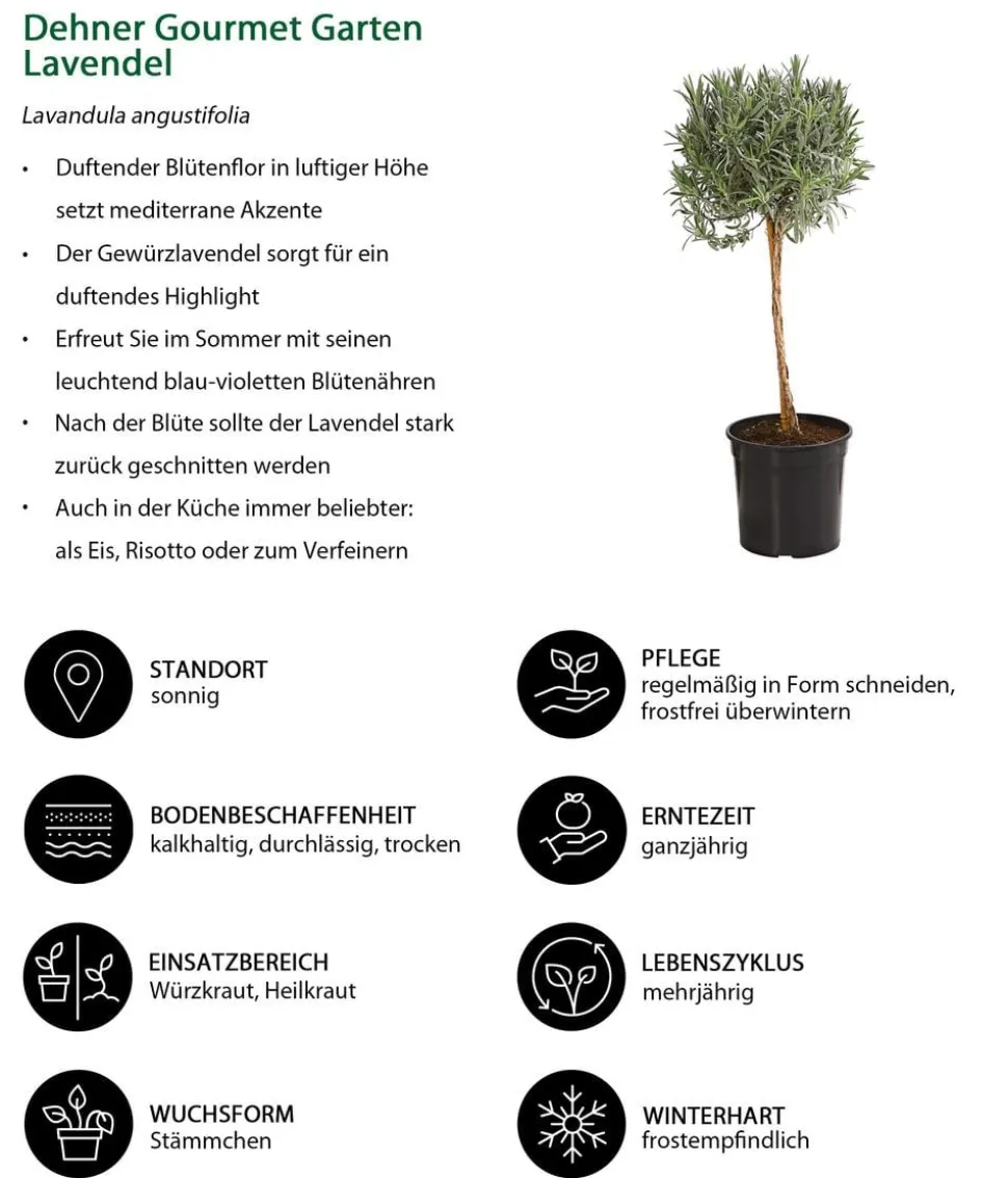 Dehner Gourmet Garten Lavendel, Hochstamm