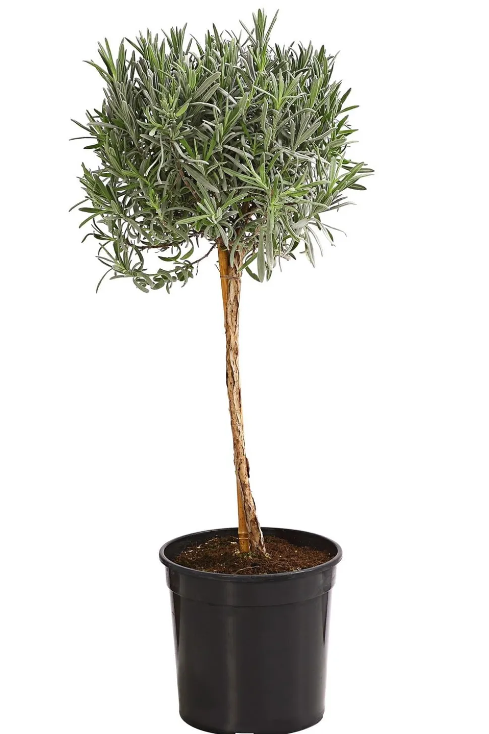 Dehner Gourmet Garten Lavendel, Hochstamm
