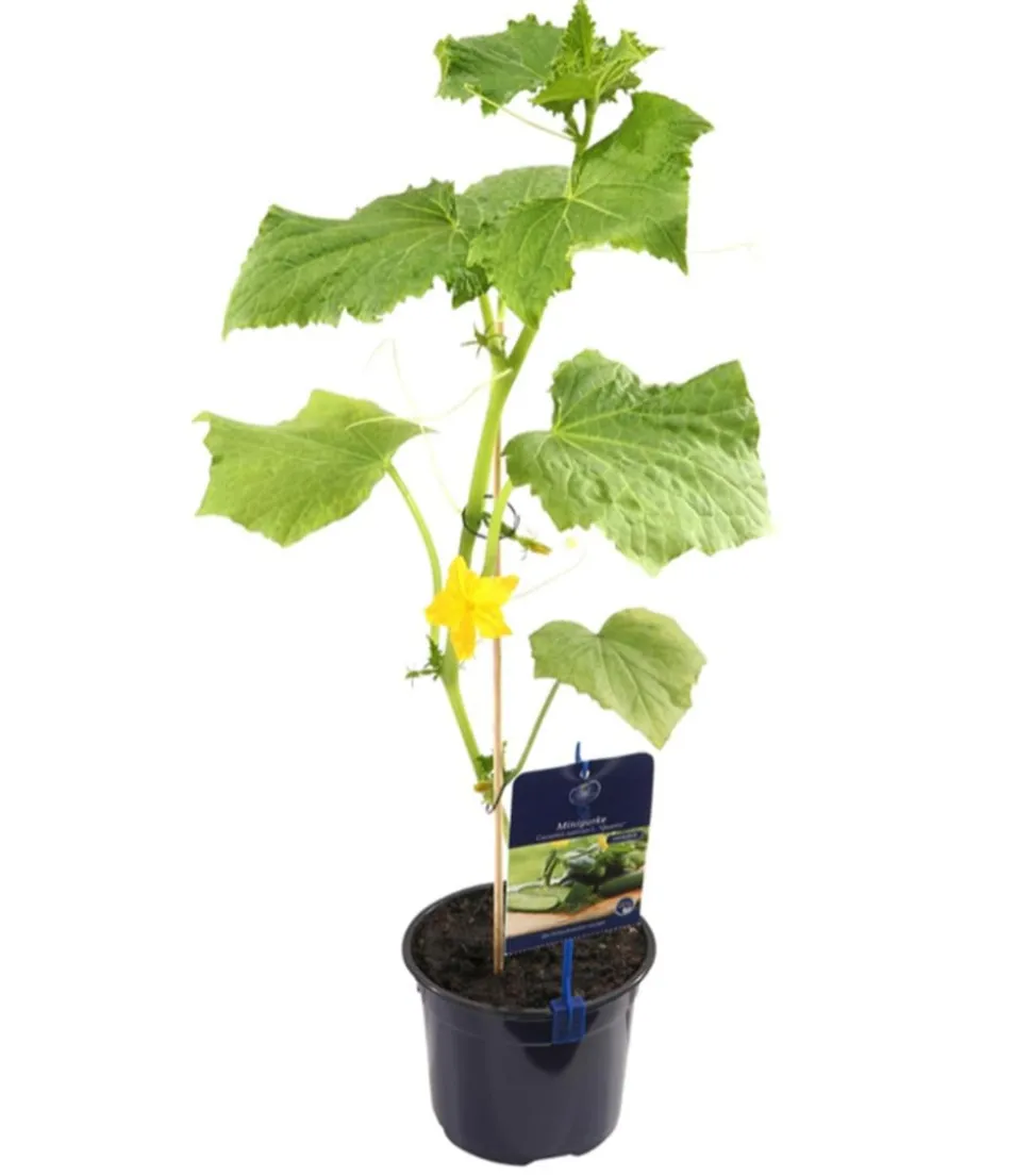 Dehner Gourmet Garten Minigurke, veredelt