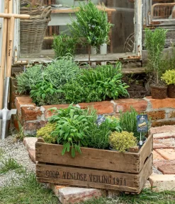 Dehner Gourmet Garten Salbei