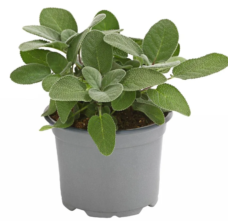 Dehner Gourmet Garten Salbei