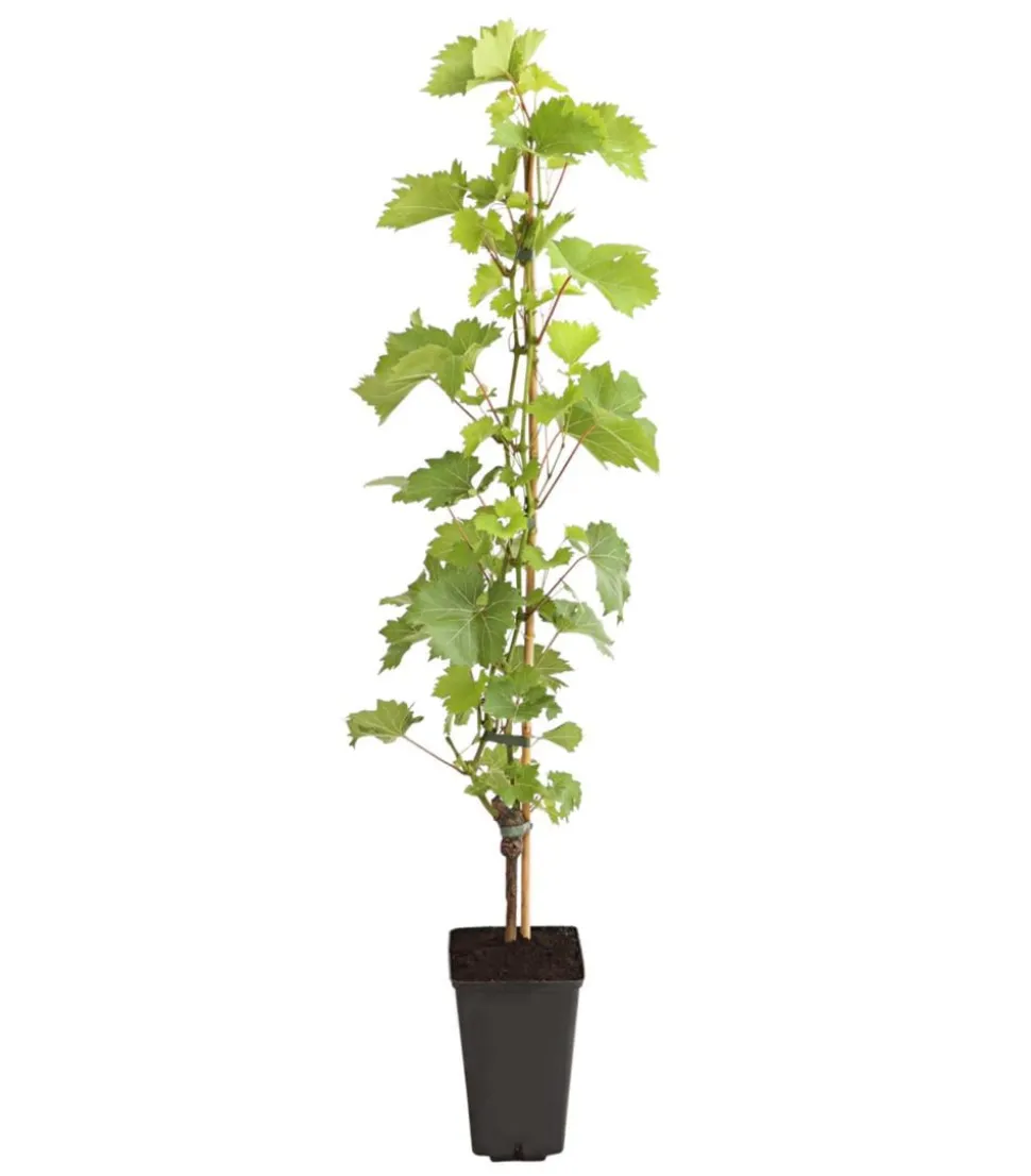 Dehner Gourmet Garten Tafeltraube 'Palatina'