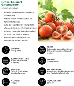 Dehner Gourmet Garten Tomate rund, veredelt