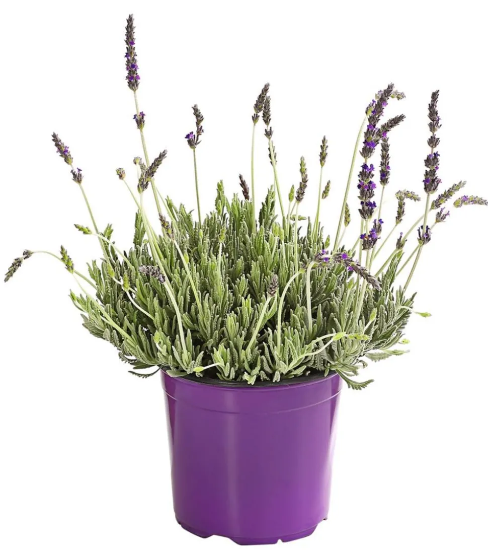 Dehner Gourmet Garten Zahnlavendel
