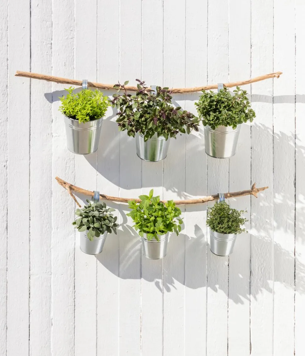 Dehner Gourmet Garten Zitronenverbene