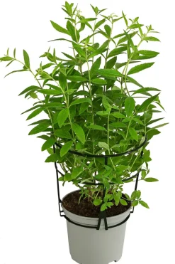 Dehner Gourmet Garten Zitronenverbene