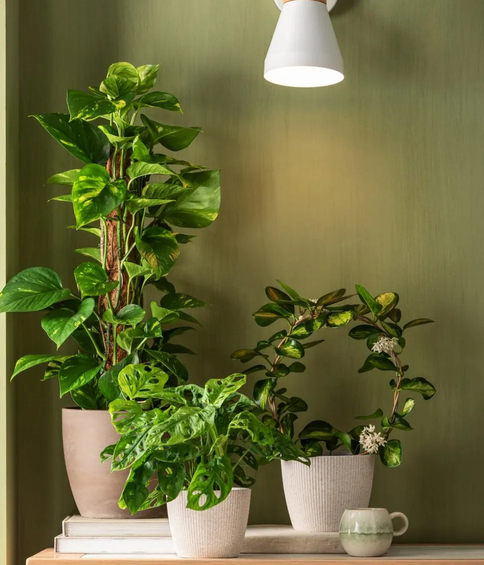 Dehner Kunststoff-Topf Magnolia, konisch