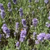 Dehner Lavendel-Dünger, flüssig, 500 ml