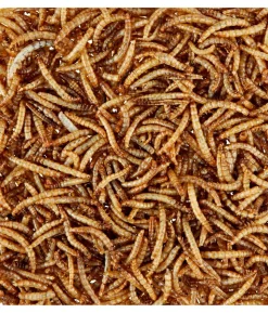 Dehner Lieblinge Getrocknete Mehlwürmer