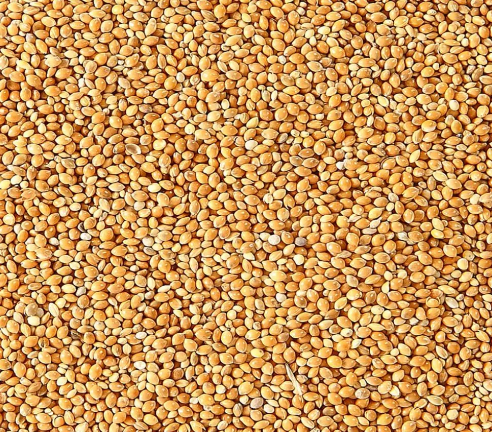 Dehner Lieblinge Honigfutter für Sittiche und Exoten, 20 g