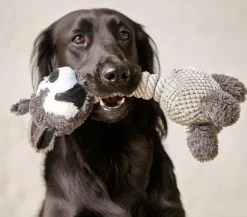 Dehner Lieblinge Hundespielzeug Racoon