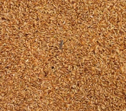 Dehner Lieblinge Kanariensaat, 1 kg